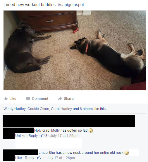 Fat Shaming Dogs